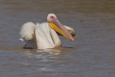White Pelican - Pelecanus onocrotalus