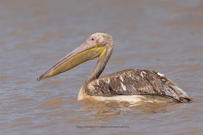 White Pelican - Pelecanus onocrotalus