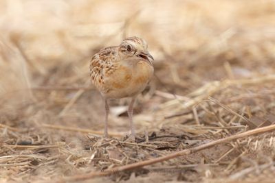 Quail-plover - Ortyxelos meiffrenii