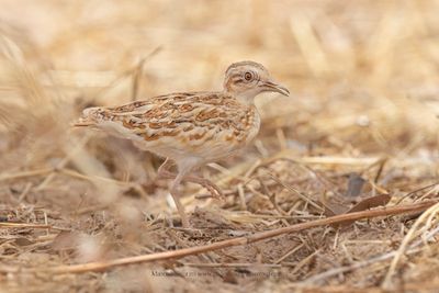 Quail-plover - Ortyxelos meiffrenii