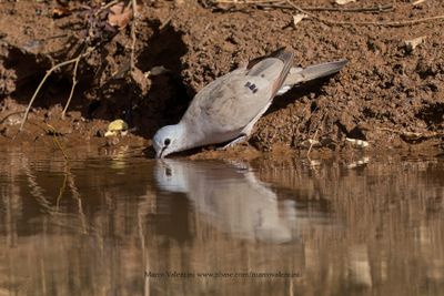Black-billed Wood-dove - Turtur abyssinicus