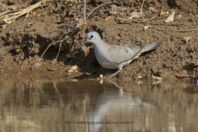 Black-billed Wood-dove - Turtur abyssinicus