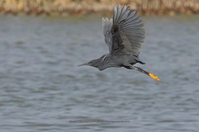 Black heron - Egretta ardesiaca