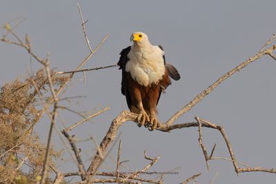 African Fish Eagle - Haliaeetus vocifer