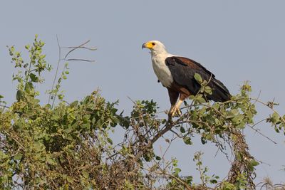 African Fish Eagle - Haliaeetus vocifer