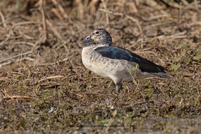 Knob-billed duck - Sarkidiornis melanotos