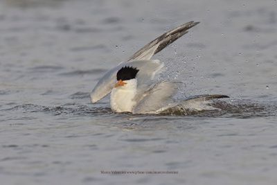 West African Royal Tern - Thalasseus albidorsalis