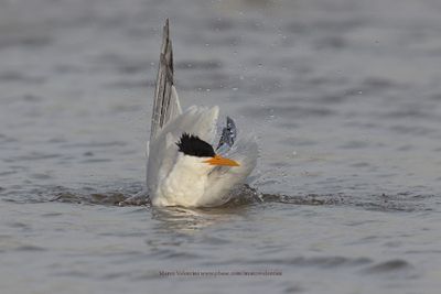 West African Royal Tern - Thalasseus albidorsalis