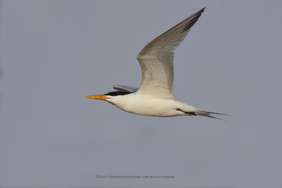 West African Royal Tern - Thalasseus albidorsalis