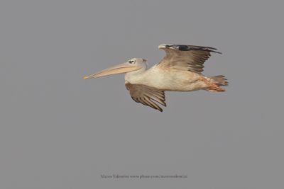 Pink-backed Pelican - Pelecanus rufescens