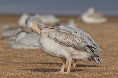 Pink-backed Pelican - Pelecanus rufescens