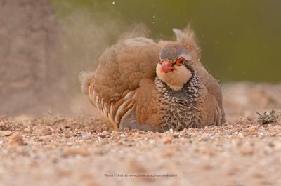Red-legged partridge - Alectoris rufa
