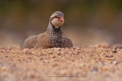 Red-legged partridge - Alectoris rufa