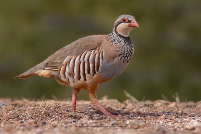 Red-legged partridge - Alectoris rufa