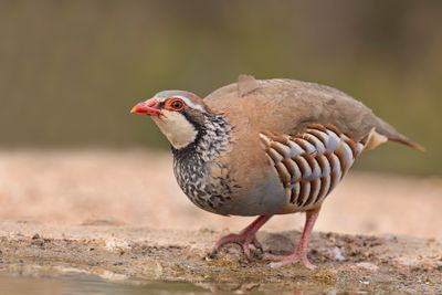 Red-legged partridge - Alectoris rufa