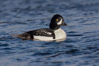 Barrow's Goldeneye - Buchepala islandica