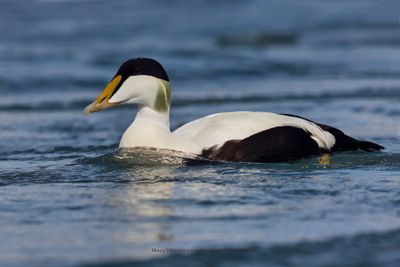 Common Eider - Somateria mollissima