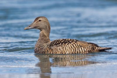 Common Eider - Somateria mollissima