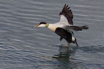 Common Eider - Somateria mollissima