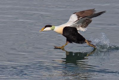 Common Eider - Somateria mollissima