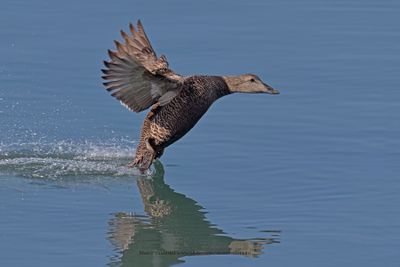 Common Eider - Somateria mollissima