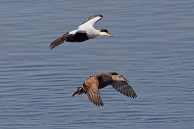 Common Eider - Somateria mollissima
