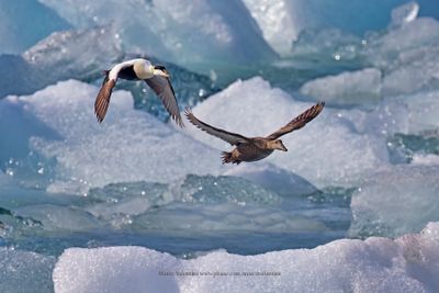 Common Eider - Somateria mollissima