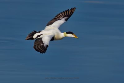 Common Eider - Somateria mollissima