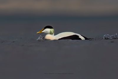 Common Eider - Somateria mollissima