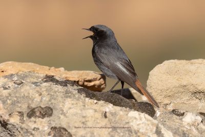 Black redstart - Phoenicurus ochruros