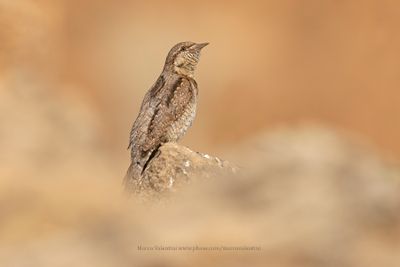 Wryneck - Jynx torquilla
