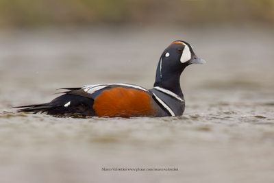 Harlequin duck - Histrionicus histrionicus