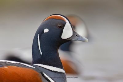 Harlequin duck - Histrionicus histrionicus