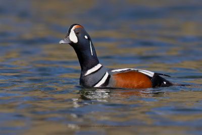 Harlequin duck - Histrionicus histrionicus