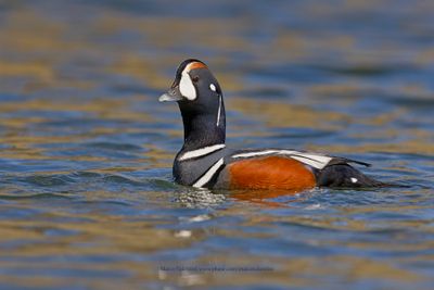 Harlequin duck - Histrionicus histrionicus