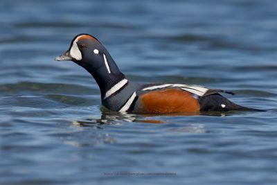 Harlequin duck - Histrionicus histrionicus