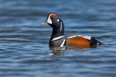 Harlequin duck - Histrionicus histrionicus