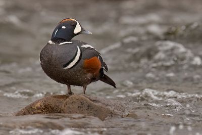 Harlequin duck - Histrionicus histrionicus