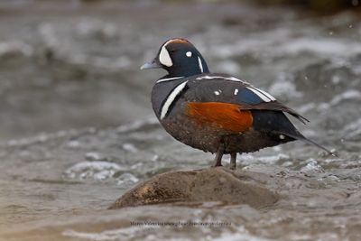Harlequin duck - Histrionicus histrionicus