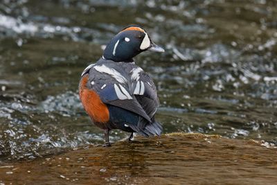 Harlequin duck - Histrionicus histrionicus