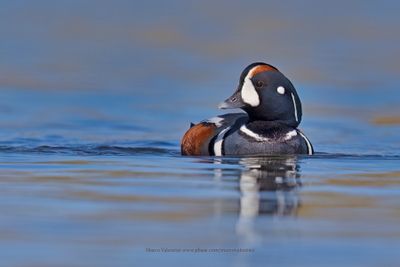 Harlequin duck - Histrionicus histrionicus