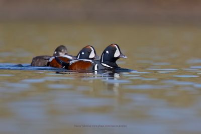 Harlequin duck - Histrionicus histrionicus