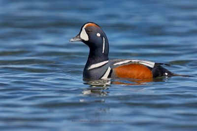 Harlequin duck - Histrionicus histrionicus