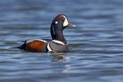 Harlequin duck - Histrionicus histrionicus