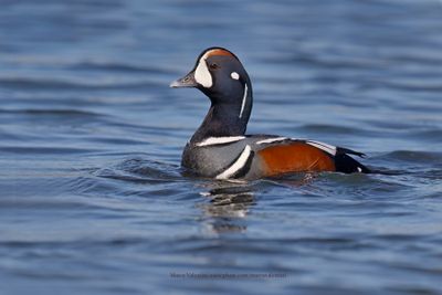 Harlequin duck - Histrionicus histrionicus