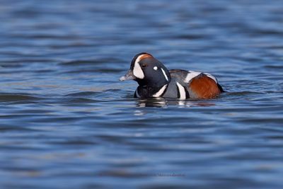 Harlequin duck - Histrionicus histrionicus
