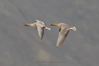 Pink-footed Goose - Anser brachyrhynchus