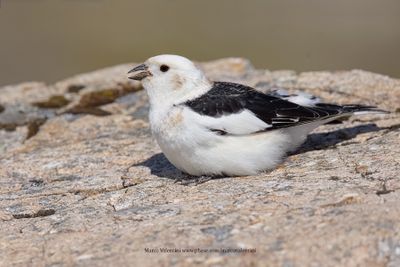 Snow bunting - Plectrophenax nivalis