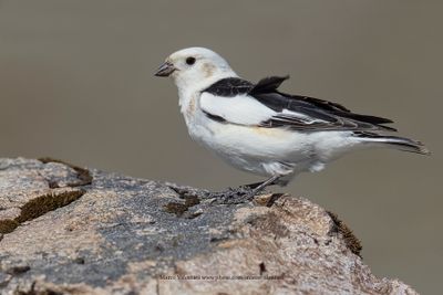 Snow bunting - Plectrophenax nivalis