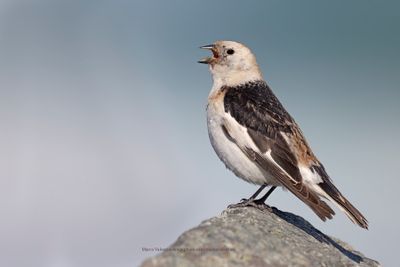 Snow bunting - Plectrophenax nivalis